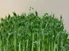 -好彩猪肚鸡(正弘城店)