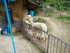 -武陵山森林公园