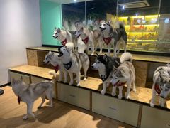 -Husky Go! 哈士奇体验馆·宠物咖啡厅狗咖
