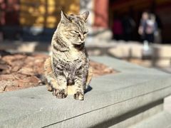 -龙华素斋(龙华路店)