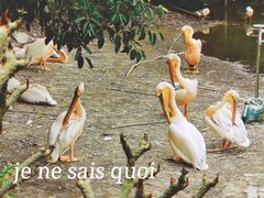 -南沙水鸟世界生态园