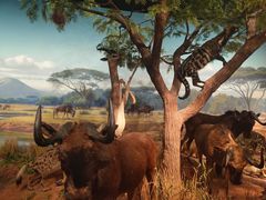 -陕西自然博物馆