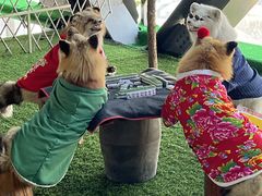 -肃宁华斯国际裘皮城