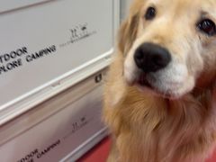 -和它·交个朋友·狗咖猫咖(爱琴海店)