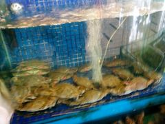 android_upload_pic-蓝港海鲜厨房(金水路店)