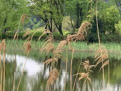 -西湖风景区-江洋畈生态公园