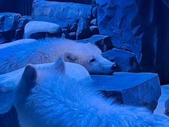 -上海海昌海洋公园
