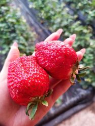 -蓝呗呗蓝莓草莓采摘园(通州区马驹桥店)