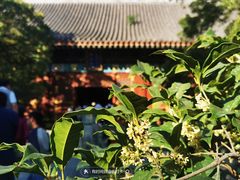 -香山公园