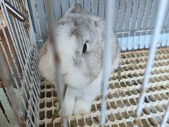 -楼上猫咖(罗湖店)