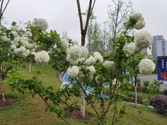 -重庆平顶山公园