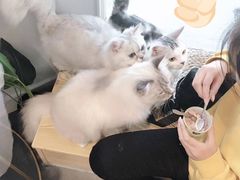 -Heymao猫咖.咖啡厅(东门店)