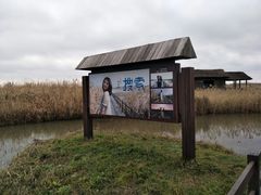 -杭州湾海上花田景区
