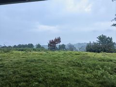 -桑洲油菜花景区