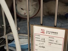 -艾贝尔宠物医院 ·中兽医·宠保定点(北门桥店)