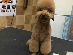 -我爱吾宠宠物美容院(朝阳路店)
