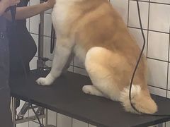 -BABIT巴比特宠物(MOMOPARK店)