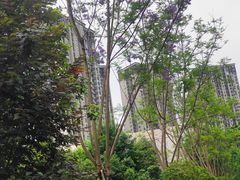 -重庆彩云湖湿地公园