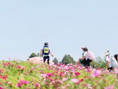 -空港花田景区