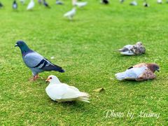 -白鹭洲公园