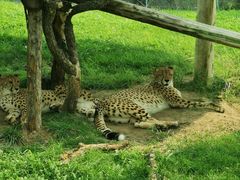 -北京野生动物园