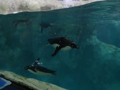 -帝企鹅自助餐厅•儿童岛•真企鹅(长隆企鹅酒店)