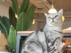 -Cappucimeow猫咪咖啡馆(韦伯时代店)