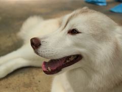 -TrueLove @ Neverland (Husky Cafe)