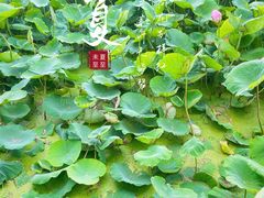 -莲湖公园
