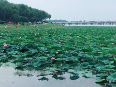 -丁香湖公园