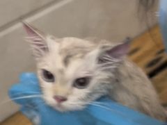 -瑞鹏瑞爱宠物医院·全科·猫科·血液透析中心(龙头寺店)