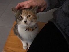 -新疆狼爷烤肉(宋庄店)