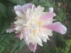 iphone_upload_pic-景山公园