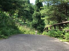 -武陵山森林公园