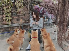 -柴犬高等学院·狗咖·柴犬售卖·宠物训练
