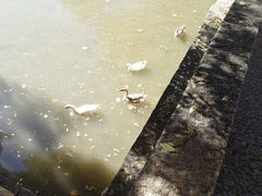 -罗布林卡