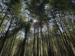 -广州市石门国家森林公园