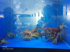 景观位-新加坡珍宝海鲜JUMBO Seafood(西安skp店)