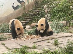 -中国大熊猫保护研究中心雅安碧峰峡基地