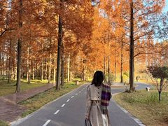 -黄海国家森林公园