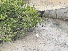 -北海金海湾红树林生态旅游区