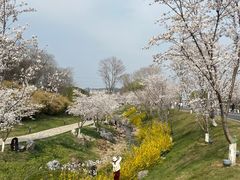 -羊山湖公园