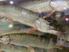 -煲来饱去冷水鱼