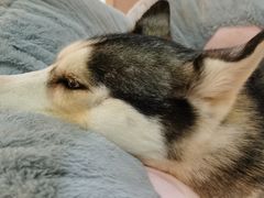 -Husky Go! 哈士奇体验馆·宠物咖啡厅狗咖