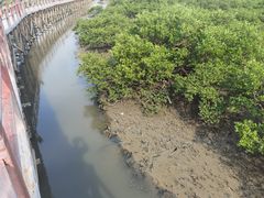 -北海金海湾红树林生态旅游区