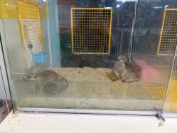 -神奇动物撸宠馆·羊驼·小浣熊·异宠(豫园店)