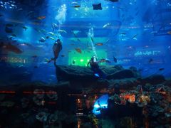 -迪拜水族馆及水下动物园