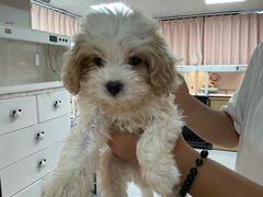 -翊宠yipet猫狗购宠庄园犬舍•猫舍