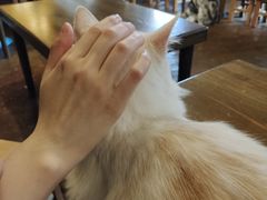 -猫猫幼稚园·撸猫·桌游·电玩