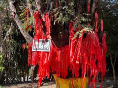 -瑞丽独树成林风景区